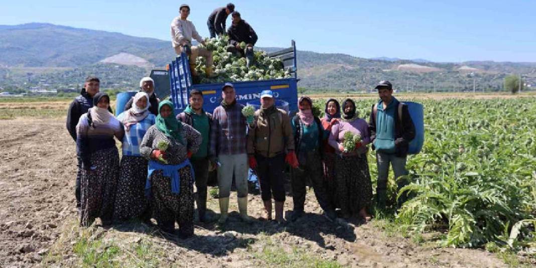 Tarlada ‘Yeşil elmas’ mesaisi sürüyor! Tanesi 35 TL’den çıkıyor 6